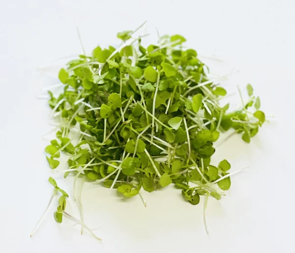 Microgreens Verdes Zagros