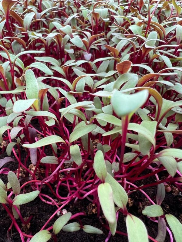 Microgreens de beet blood