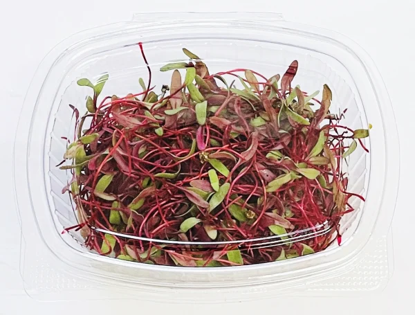 Microgreens Verdes Zagros