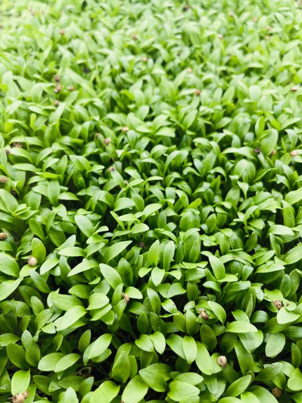 Microgreen fresco de cilantro