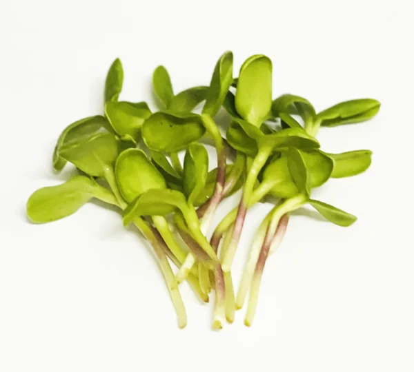 Microgreens Verdes Zagros