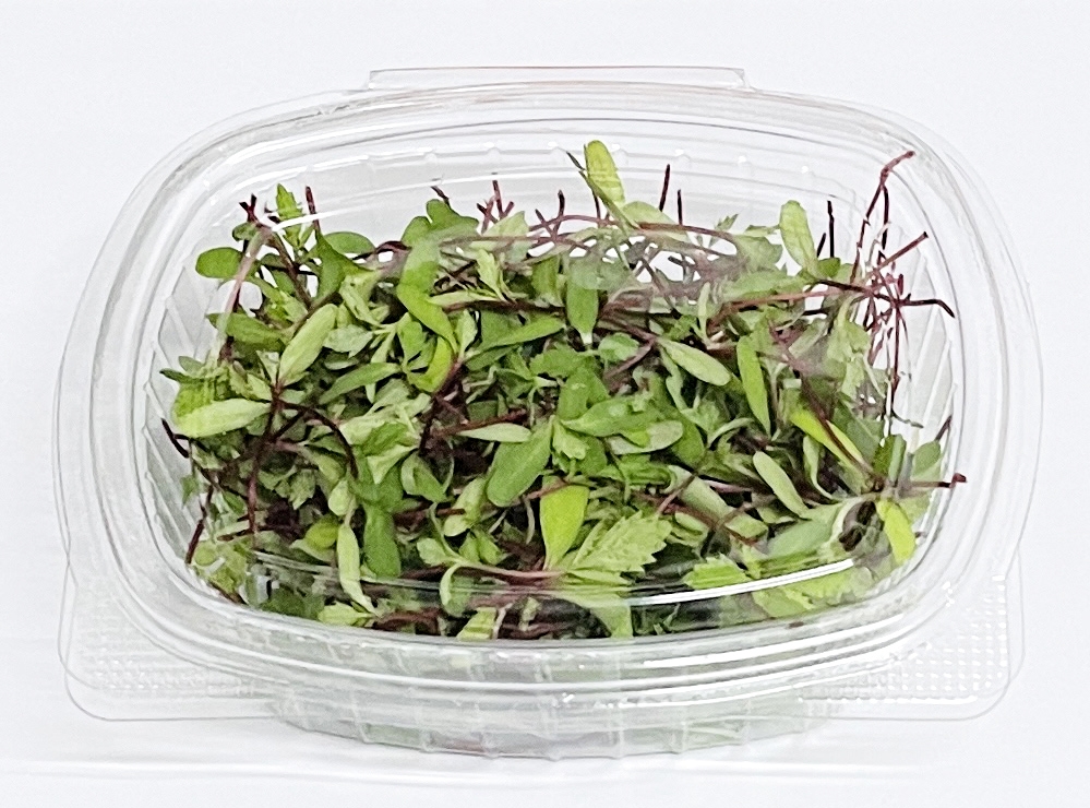 Microgreens de mandarina ecológica Agricultura ecológica Alicante