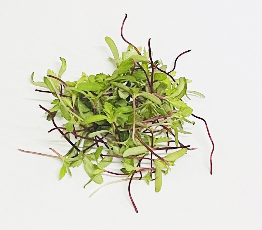 Microgreens de mandarina ecológica Agricultura ecológica Alicante