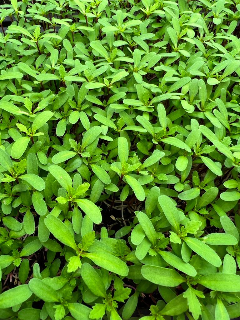 Microgreen de MANDARINA Microgreen fresco de mandarina apto para cocina