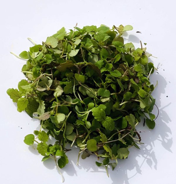 Agriculutura ecológica de microgreens