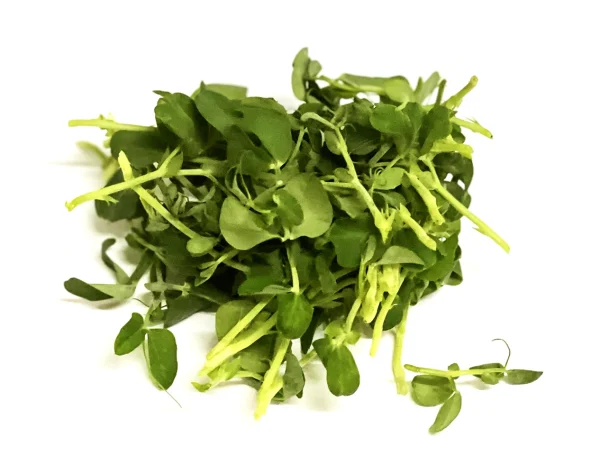 Microgreens Verdes Zagros