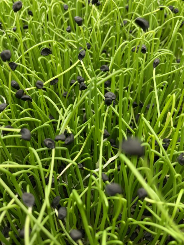Microgreens Verdes Zagros
