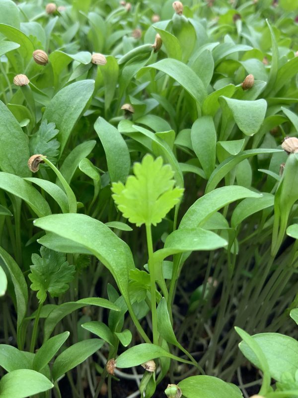 Microgreens Verdes Zagros