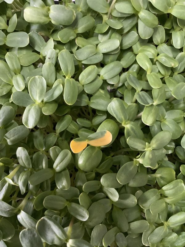 Microgreens Verdes Zagros