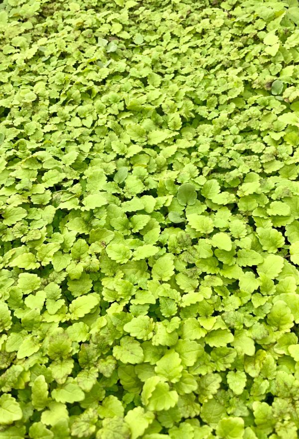 Microgreens Verdes Zagros