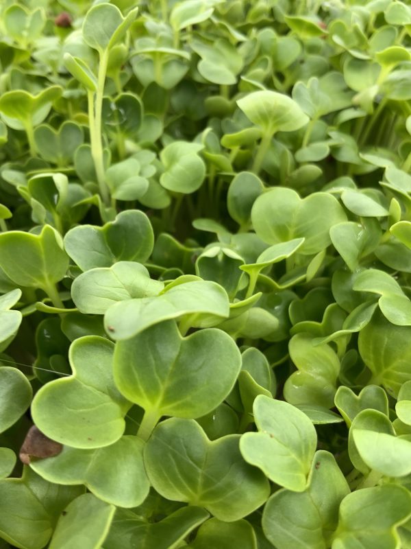 Microgreens Verdes Zagros