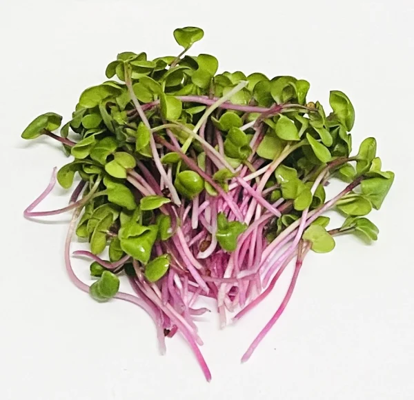 Microgreens Verdes Zagros