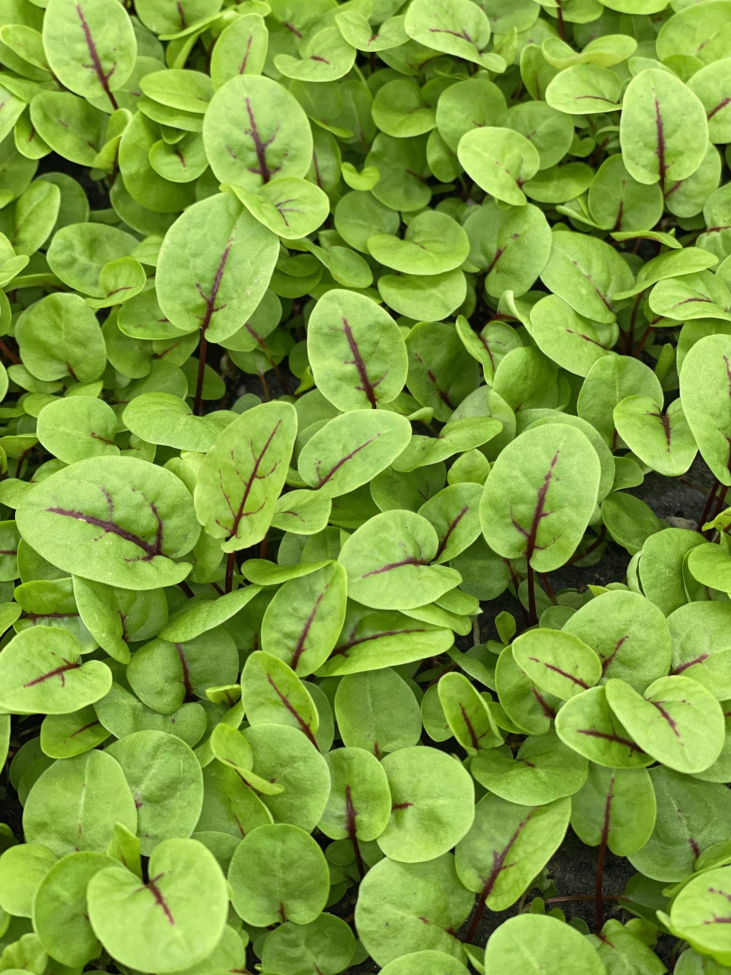 Microgreen SORREL APACHE Microgreens Verdes Zagros