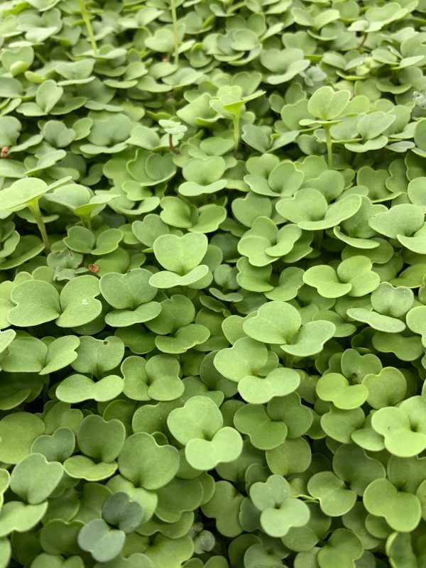 Microgreens Verdes Zagros