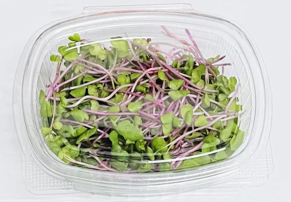 Microgreens Verdes Zagros