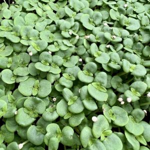 Microgreen de Shiso Verdes o perilla verde