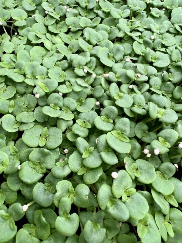 Microgreen de Shiso Verdes o perilla verde