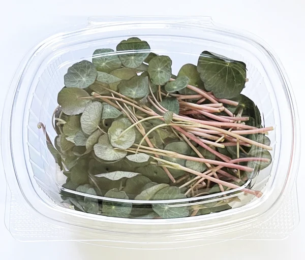 Microgreens Verdes Zagros