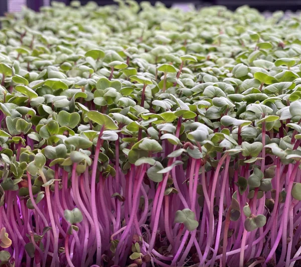 Agricultura ecológica Alicante