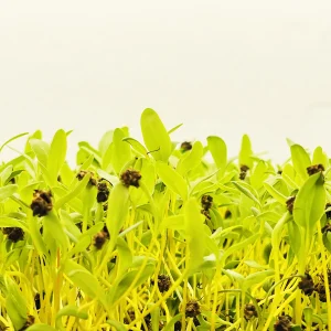 Microgreens Verdes Zagros