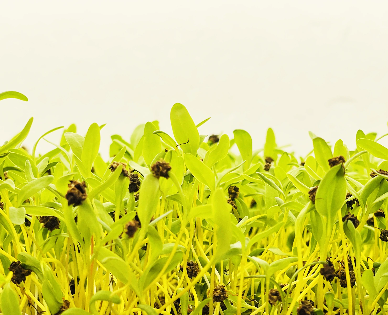 Yellow Beet Alicante Verdes Zagros Microgreens Verdes Zagros