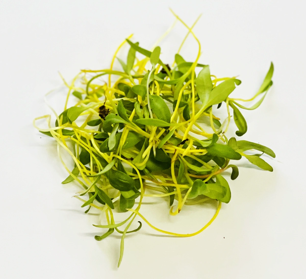 Yellou Beet Microgreens Microgreens Verdes Zagros