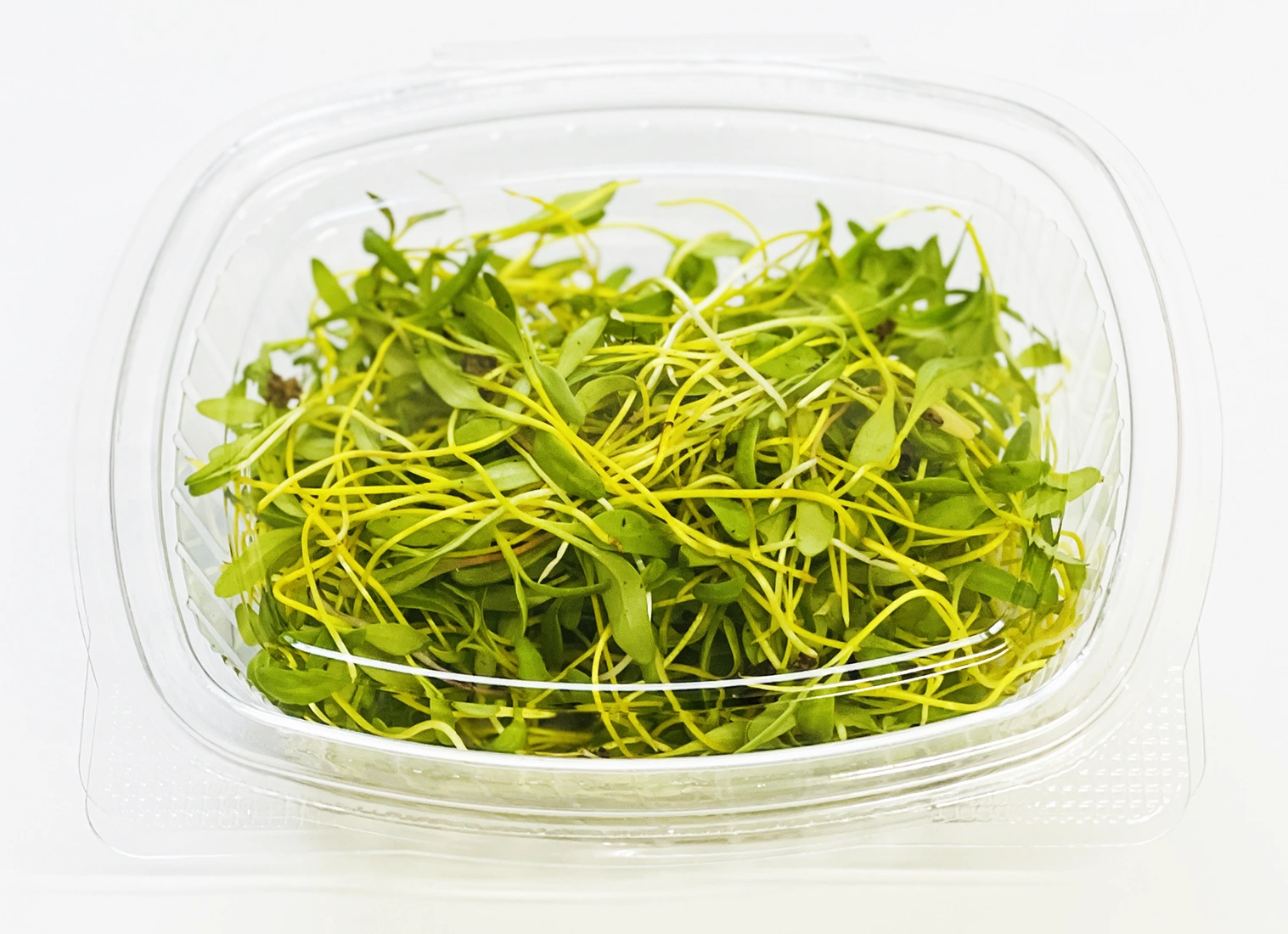 Yelow Beet microvegetales Microgreens Verdes Zagros