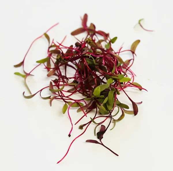 Microgreens Verdes Zagros