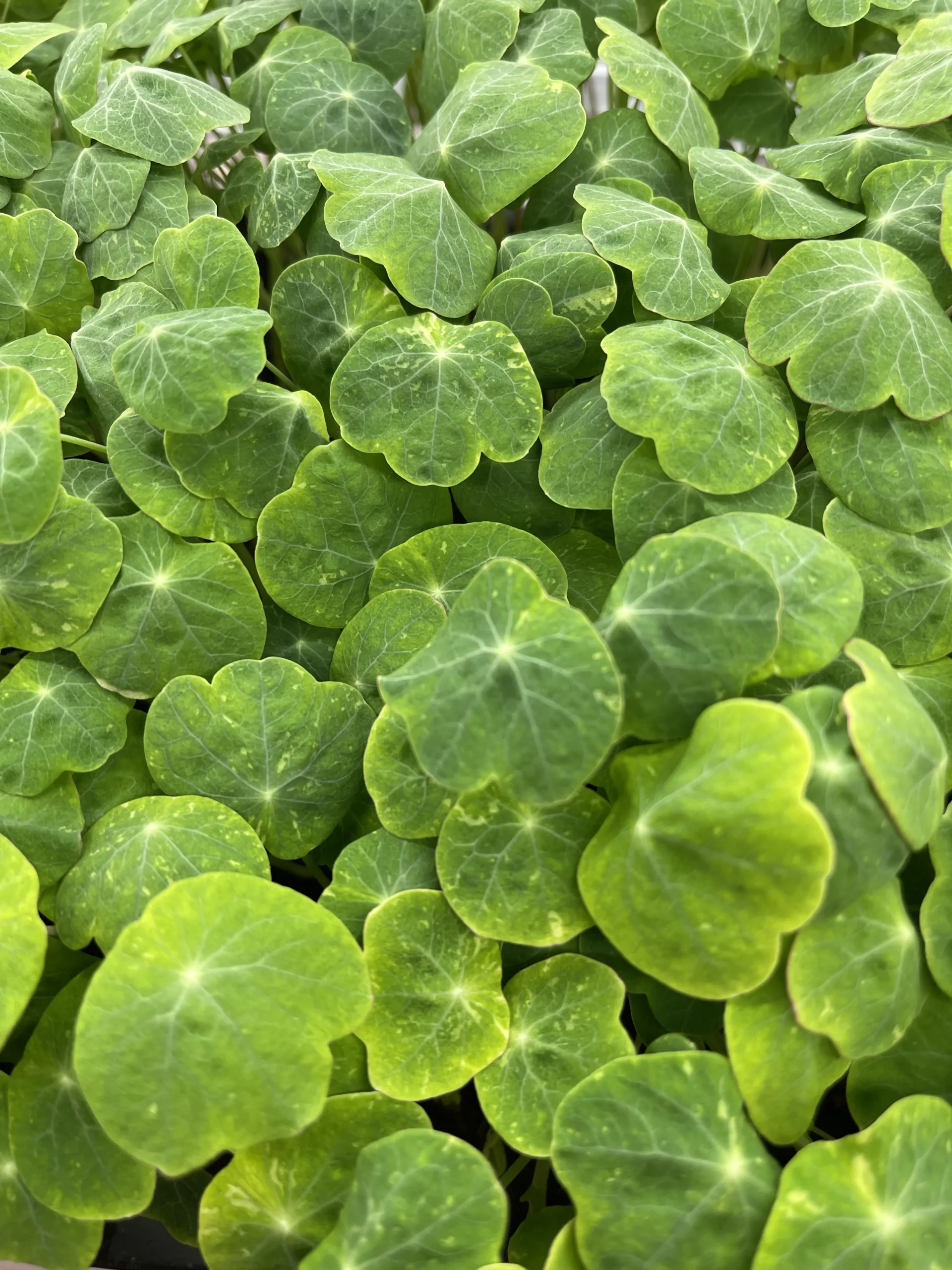 Nastorium Alaska de Verdes Zagros Cultivo Microgreens Alicante