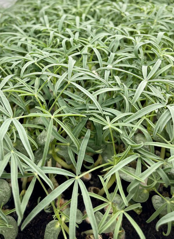 Microgreen de altramuz