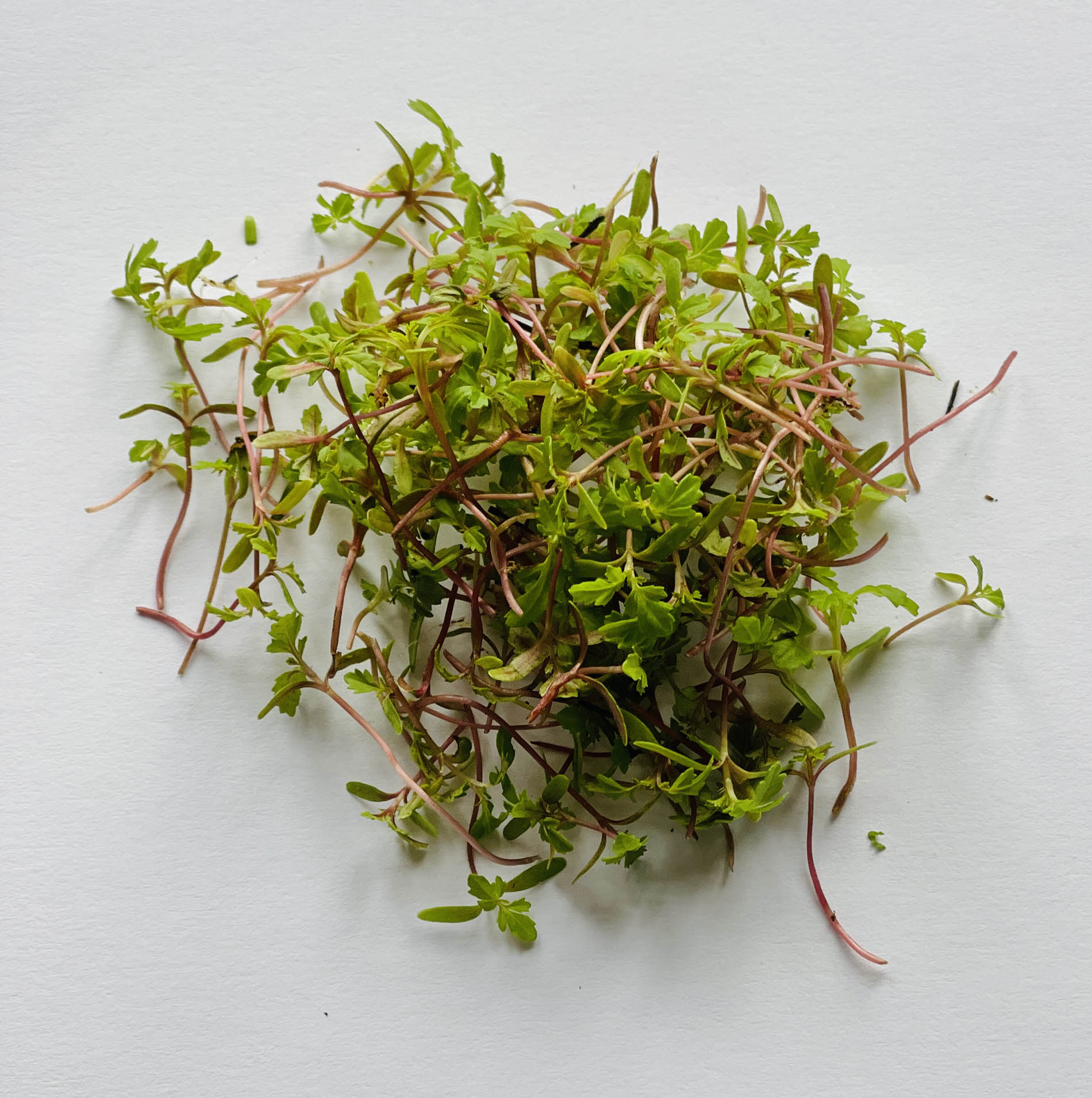 Microgreen mini lemon Verdes Zagros