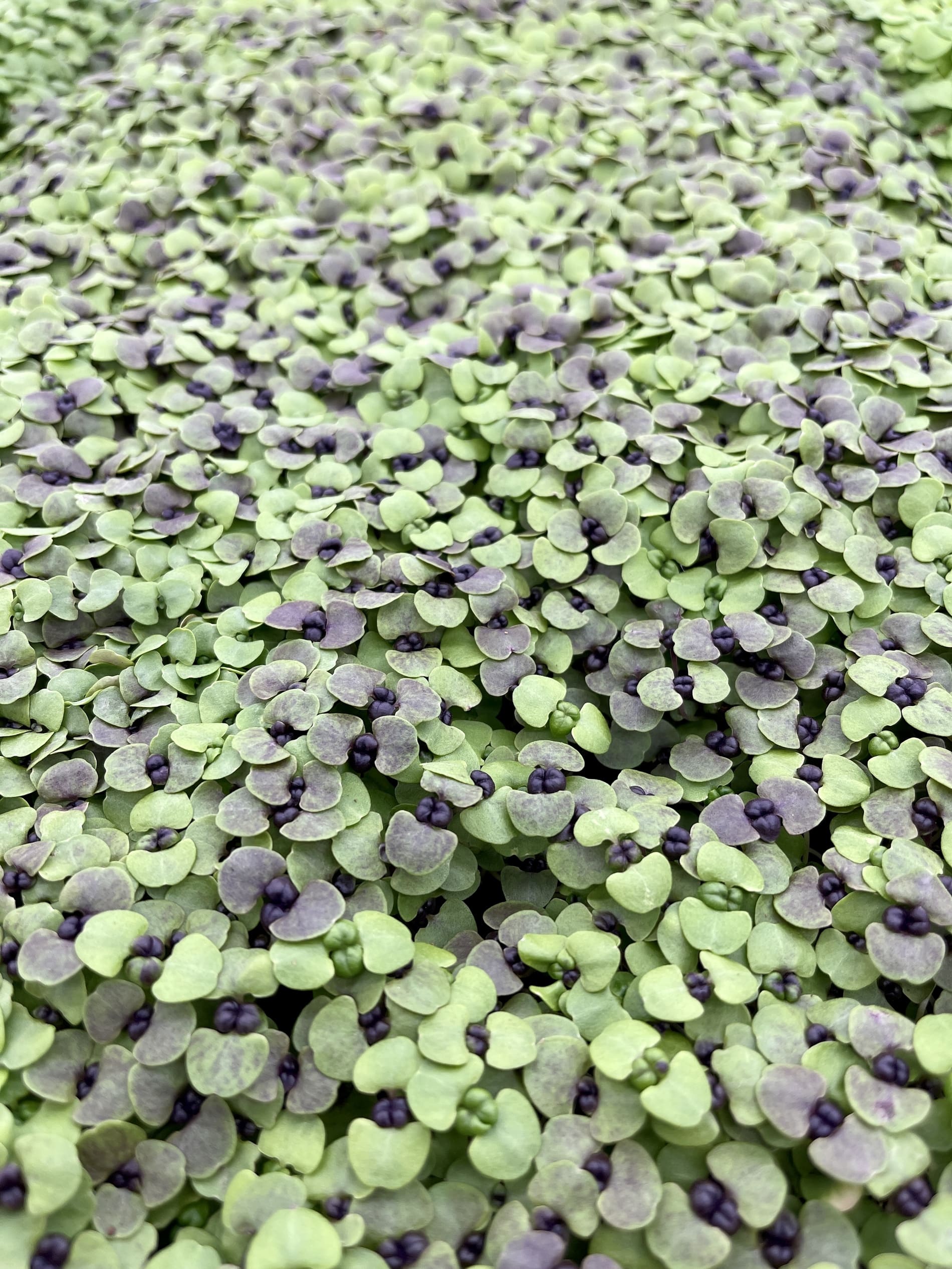 Verdes Zagros ALBAHACA RED Microvegetales para restaurantes