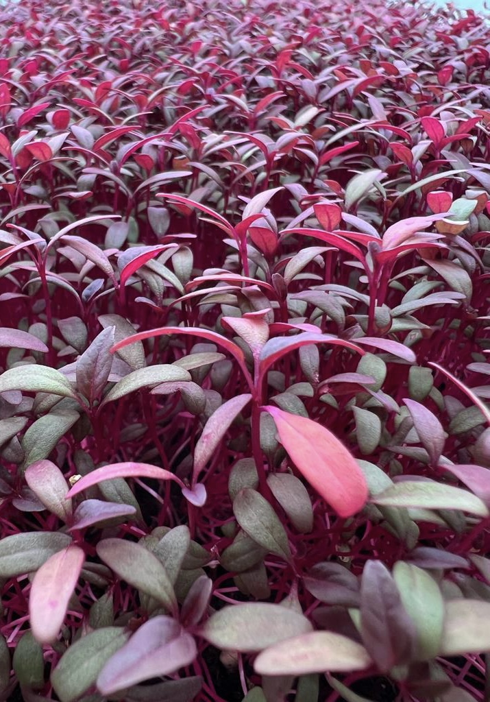 Microgreen de AMARANTO Microgreen de amaranto
