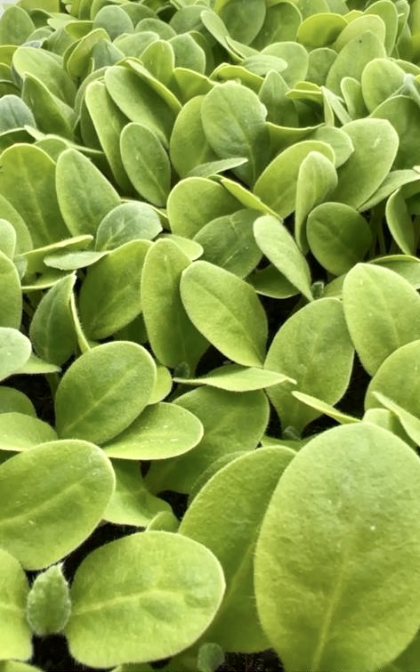 Microgreens de borraja Microgreens de borraja para cocinar