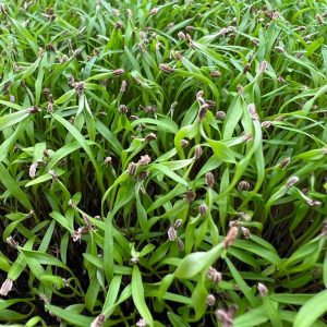 Microgreen de zanahoria
