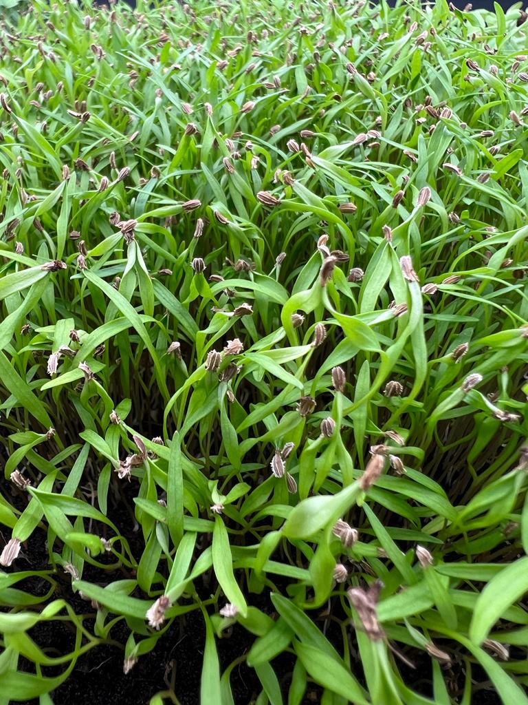 Microgreen de zanahoria Microgreen de zanahoria
