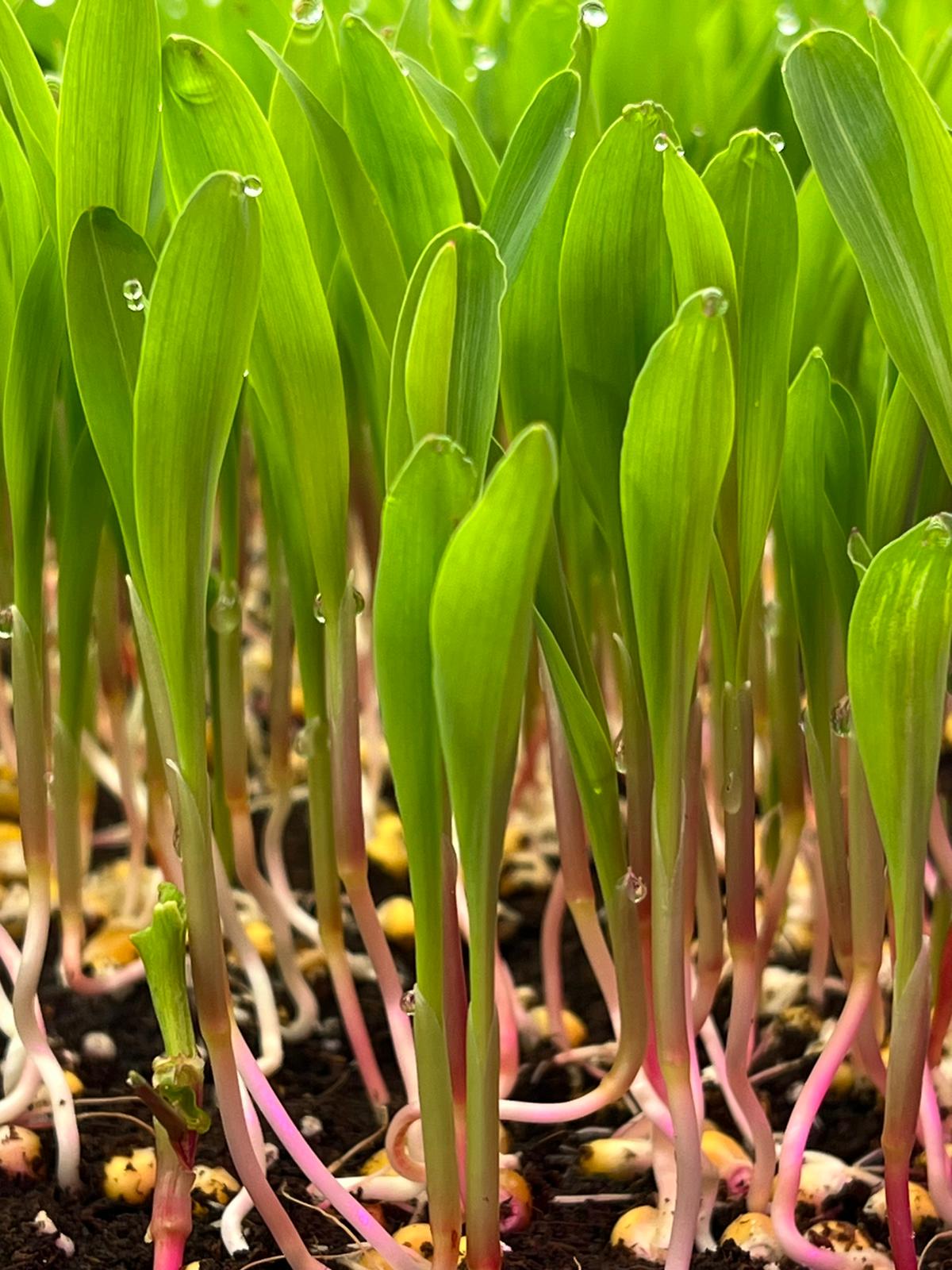 MICROGREEN MAIZ DULCE Microgreen de Maíz Dulce para restaurantes