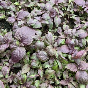 Microgreen Perilla roja