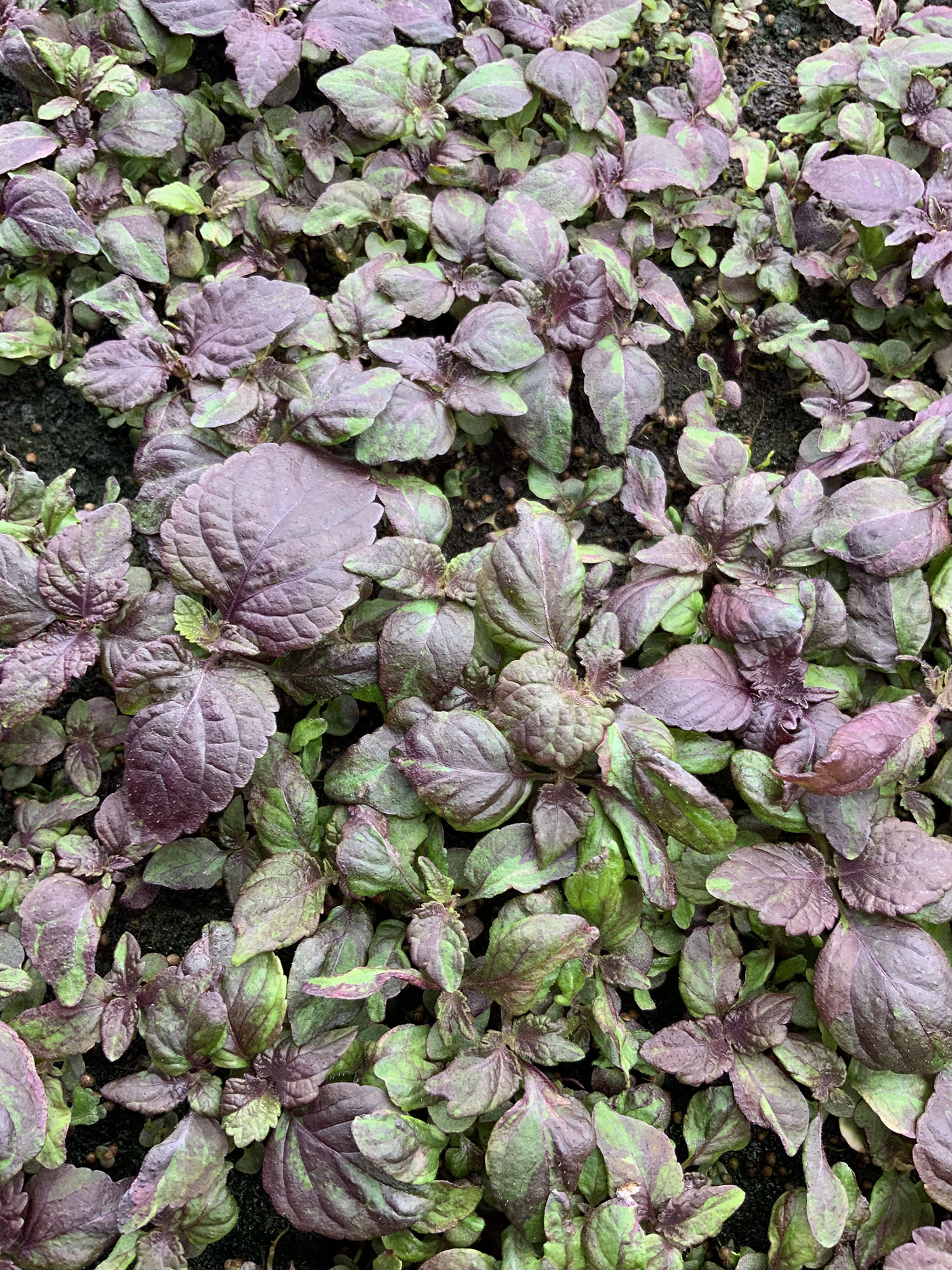 Microgreen de SHISO REED Microgreen Perilla roja