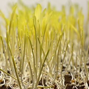 Microgreens fresco de regaliz para cocina