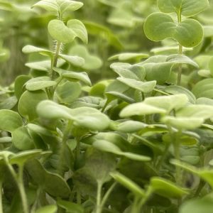 Microgreen fresco de mostaza para utilizar en cocina