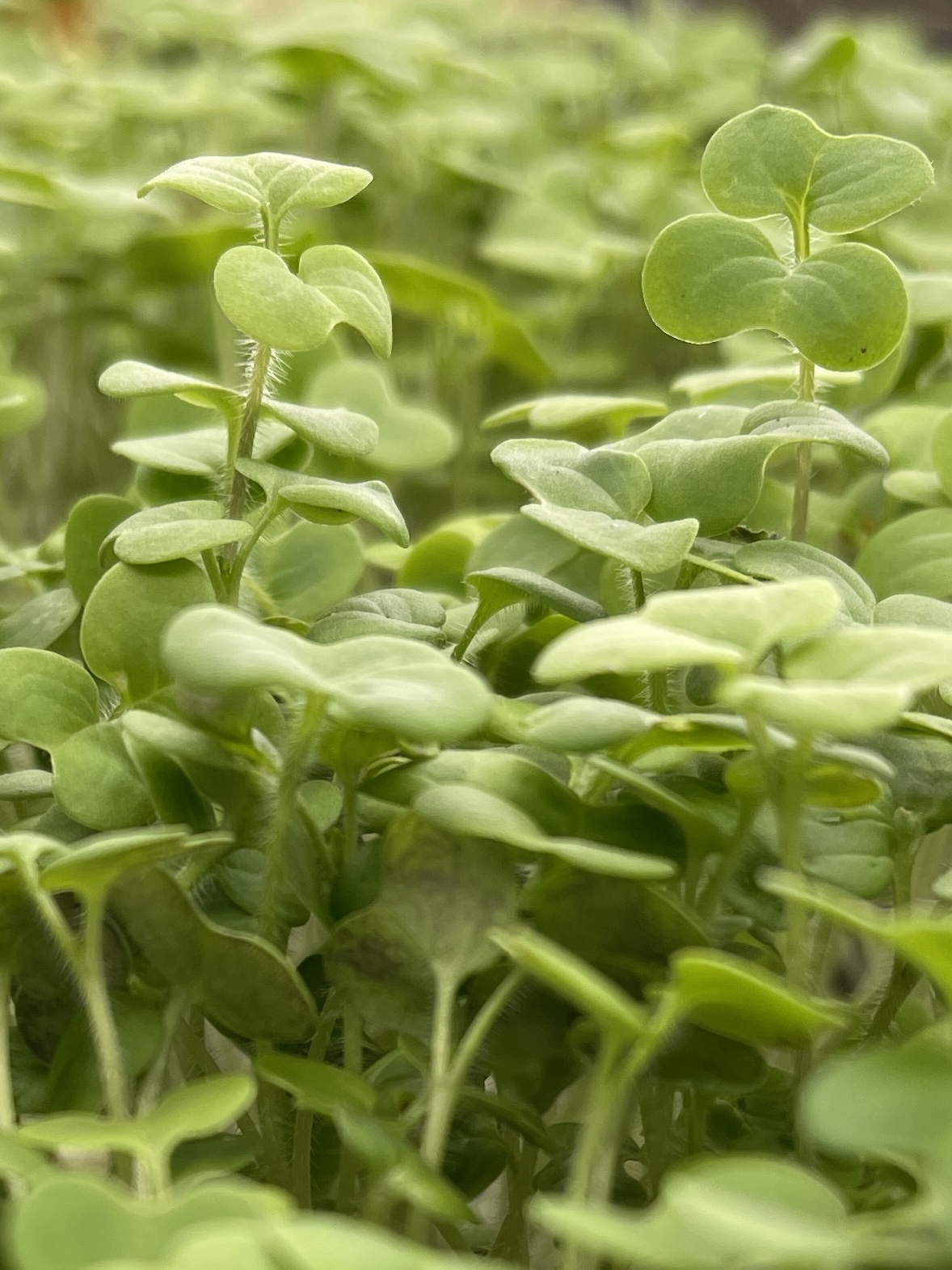 Microgreen de WHITE MUSTARD Microgreen fresco de mostaza para utilizar en cocina